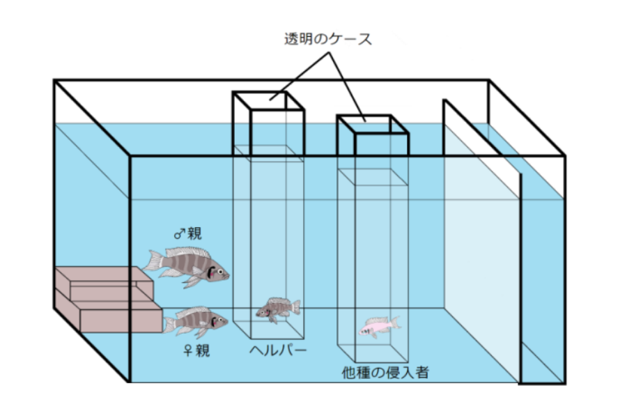 魚の世界にも仕事をサボる奴に「罰」を与える文化があった！