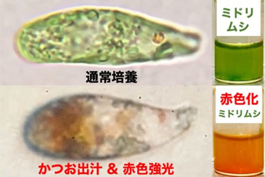 ミドリムシを「かつお出汁」で培養すると赤色のミドリムシになる?!