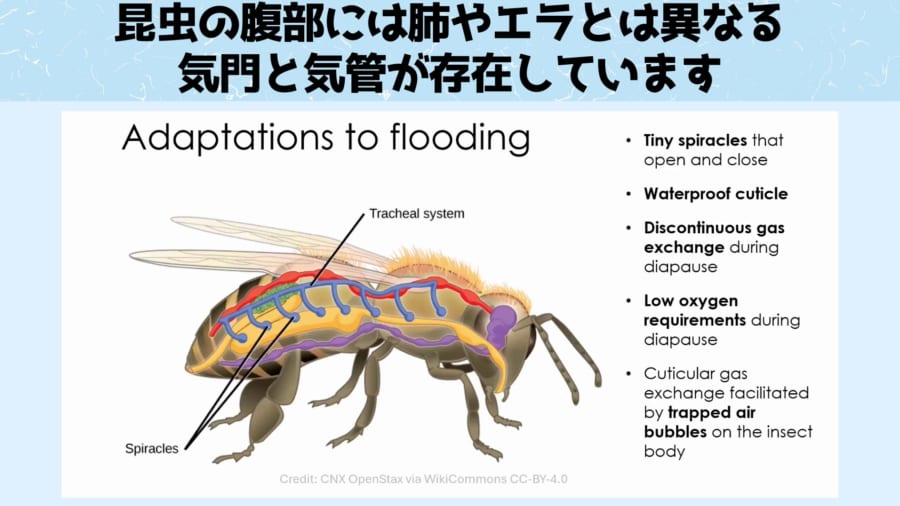 体の周りにできる僅かな気泡で呼吸する