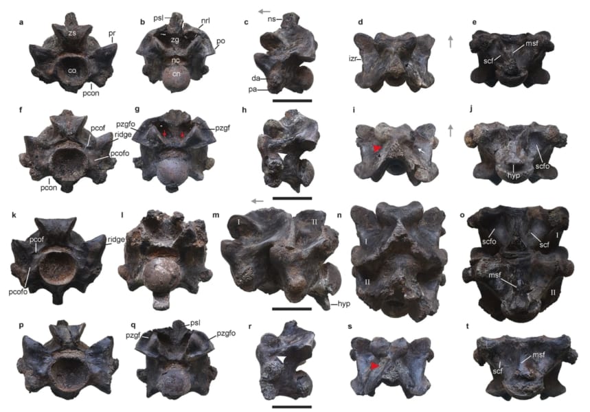 発見された古代ヘビの椎骨