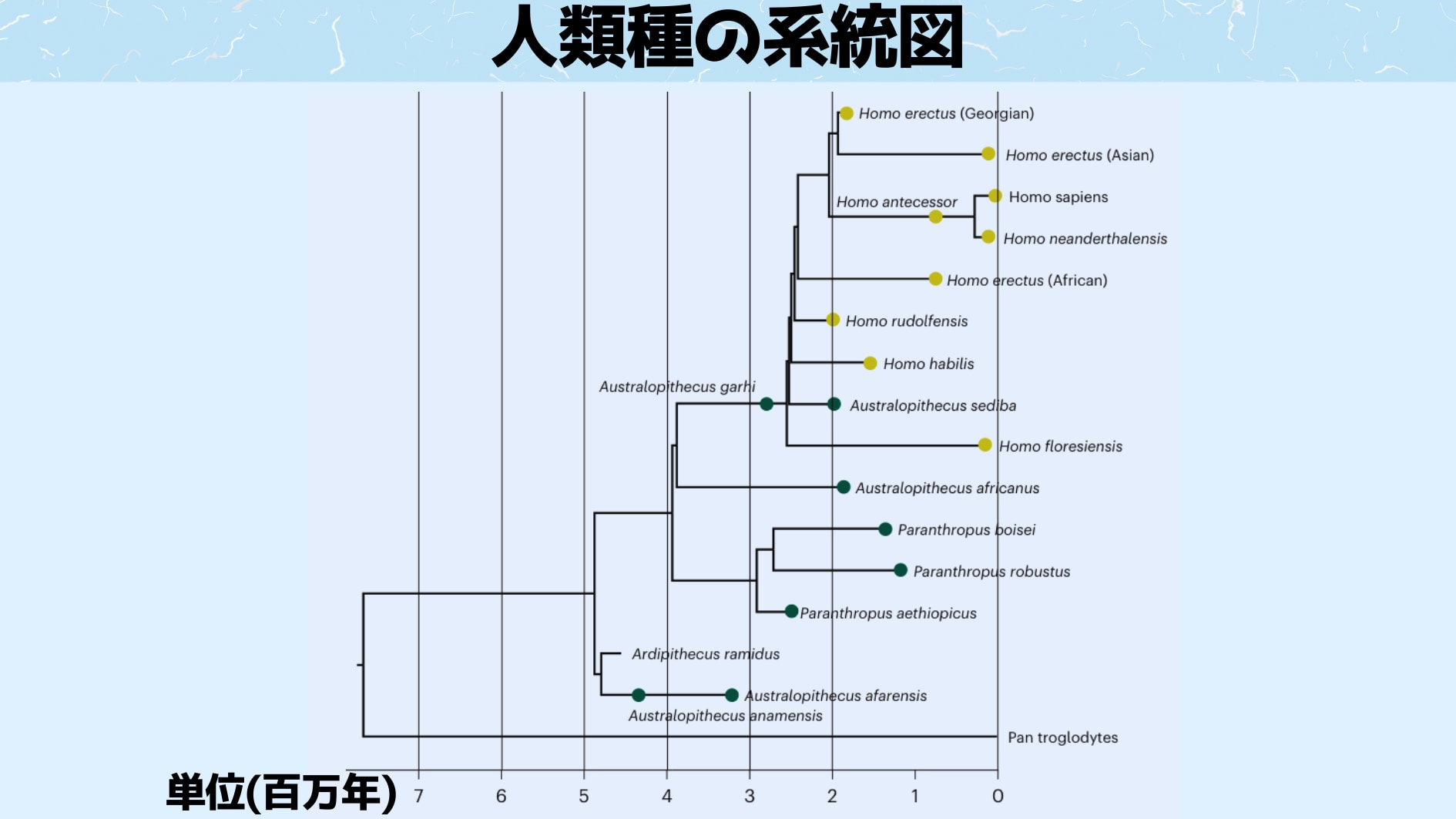 人類種の系統図