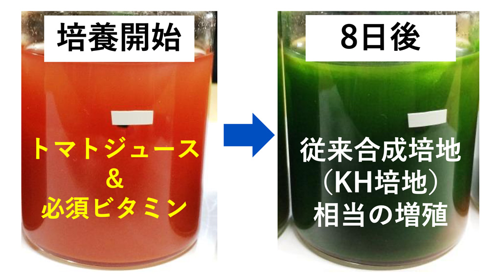 トマトジュースでユーグレナを培養した