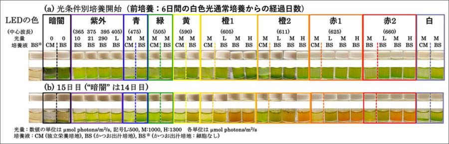 培地と光条件ごとに培養されたユーグレナの色