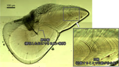 ヤリイカの平衡石の断面（孵化輪から縁辺部までの日輪本数が日齢となる）