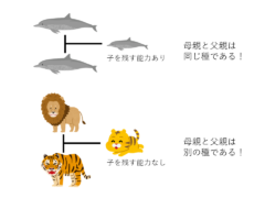 種を考える時には「交尾したら、仔を残す能力をもった仔を産むことができるか」