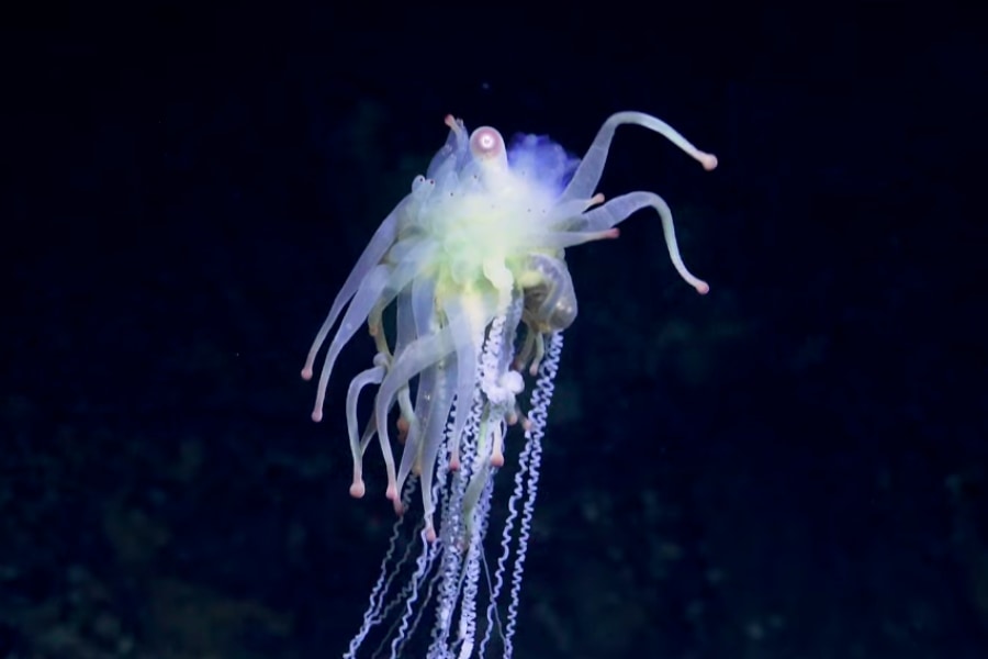 クトゥルフ神話の怪物みたいな「未知の深海生物」
