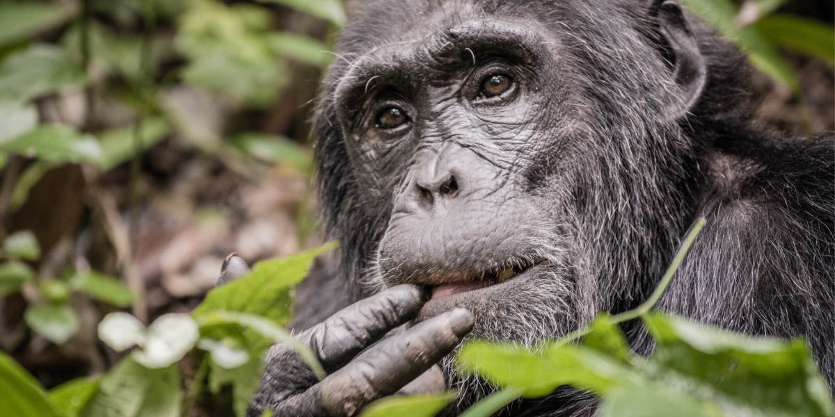 コウモリの糞を食べるチンパンジーがパンデミックの引き金となる!?