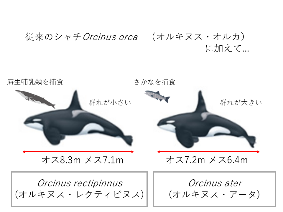 新たに記載されたOrcinus rectipinnusとOrcinus ater