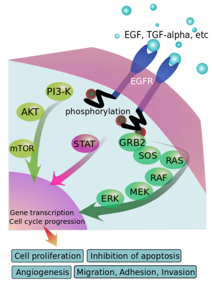 EGFR（青）が上皮成長因子（水色）と結びつき、シグナル伝達を開始して、細胞の成長や増殖を促進する