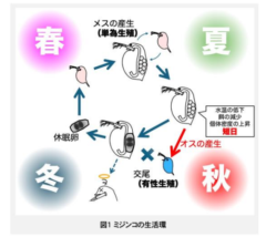 ミジンコは短日になるとオスを産む