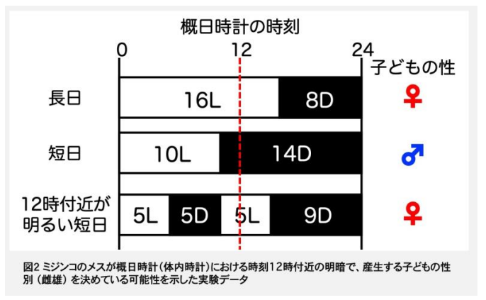 短日でも12時付近が明るければ、メスを産む