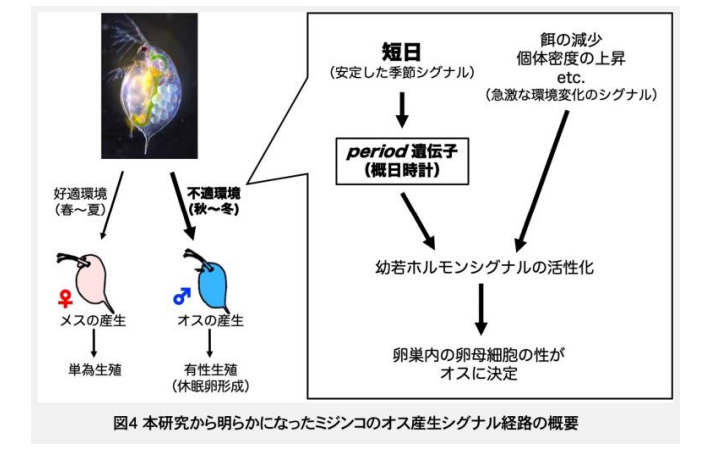 概日時計はミジンコにオス産生を引き起こす様々な環境シグナルの中で、「短日」の認識にのみ関与していると考えられる