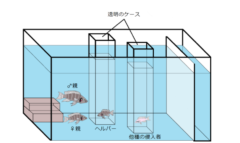 実験で使用した水槽のイメージ図