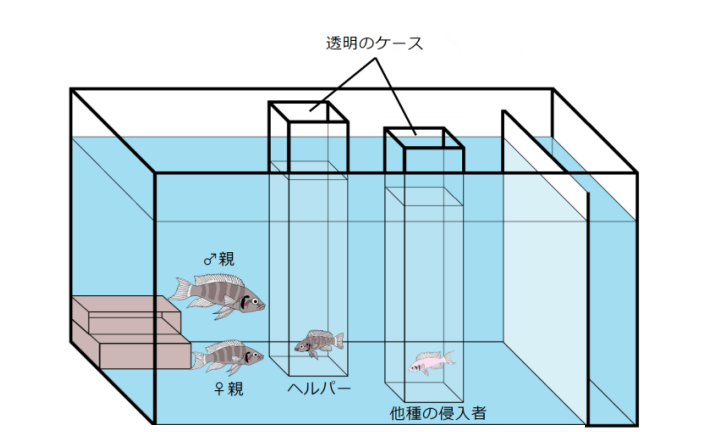 実験で使用した水槽のイメージ図