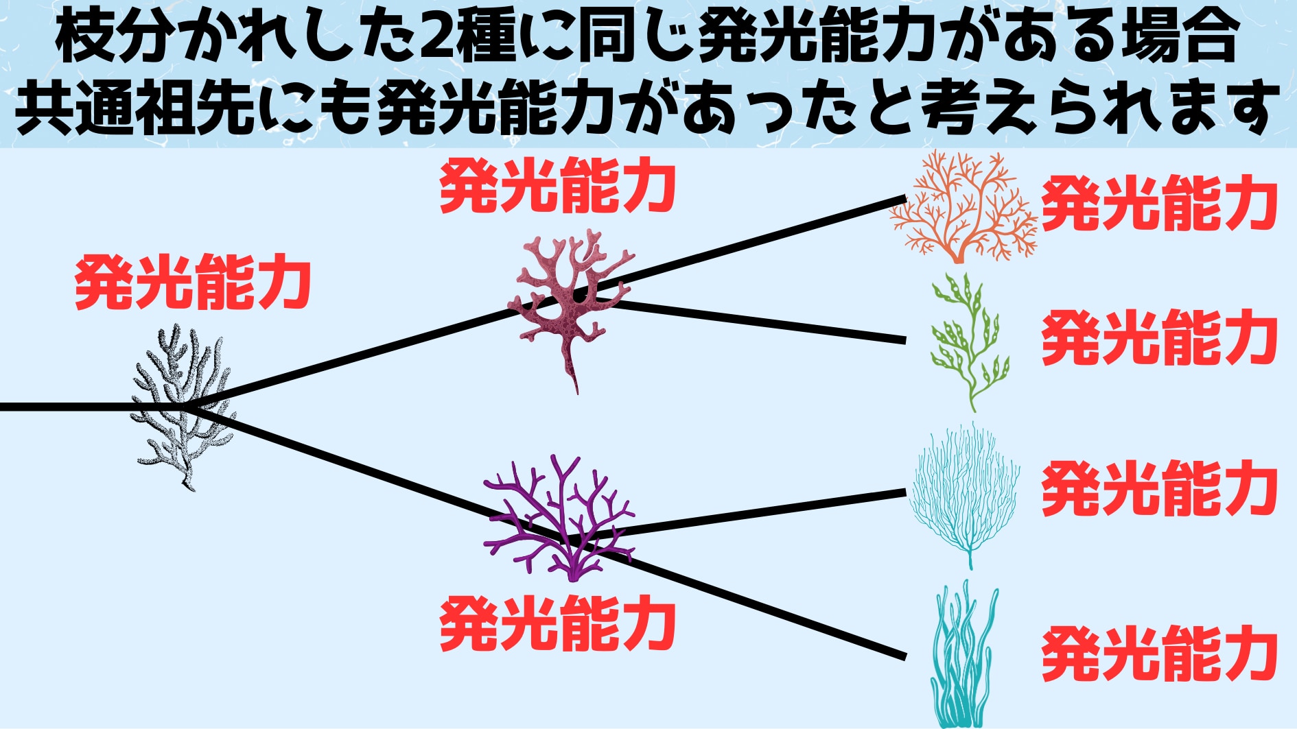 系統樹を使ってある能力や遺伝子が最初に出現した時期を探ることができます