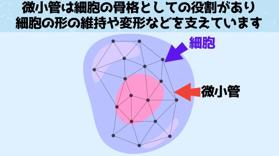 微小管は細胞内部だけでなく細胞外で推進装置としても使われます