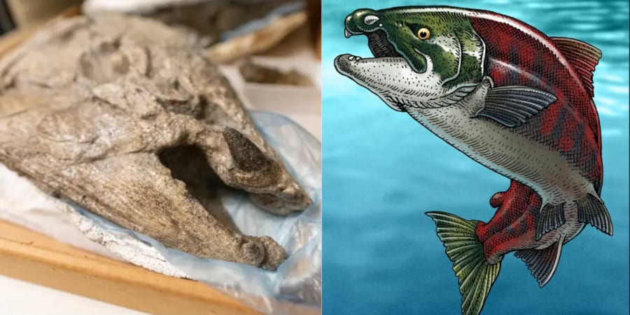 全長2.7mの怪物サーモン！特徴的な牙を持つ古代の巨大鮭の謎 - ナゾロジー