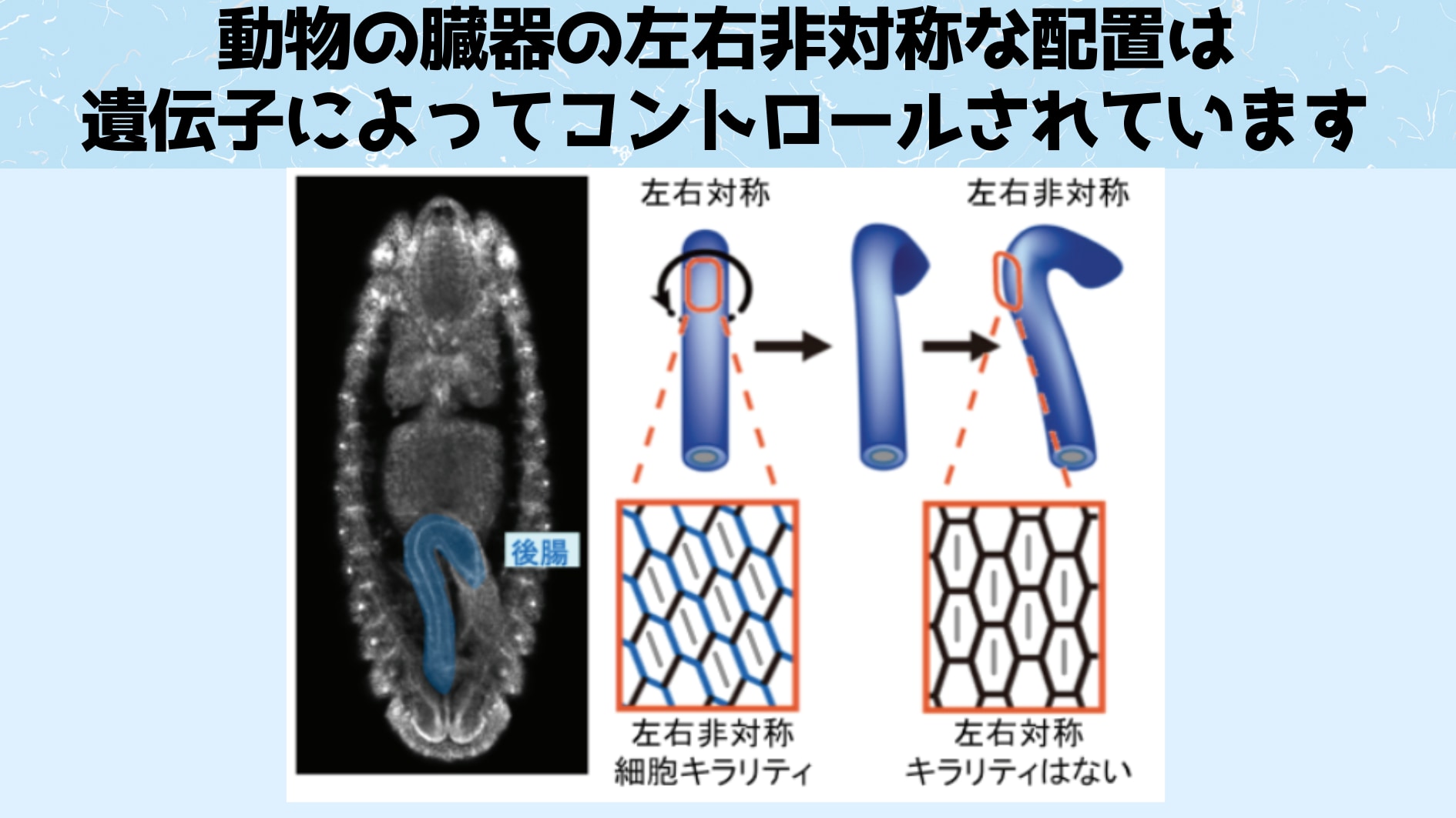 ショウジョウバエ胚でみられる後腸は発生が続くと特定の方向に曲がります。