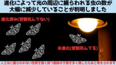 【進化】蛾は以前のように「光に引き寄せられなくなっている」と判明！