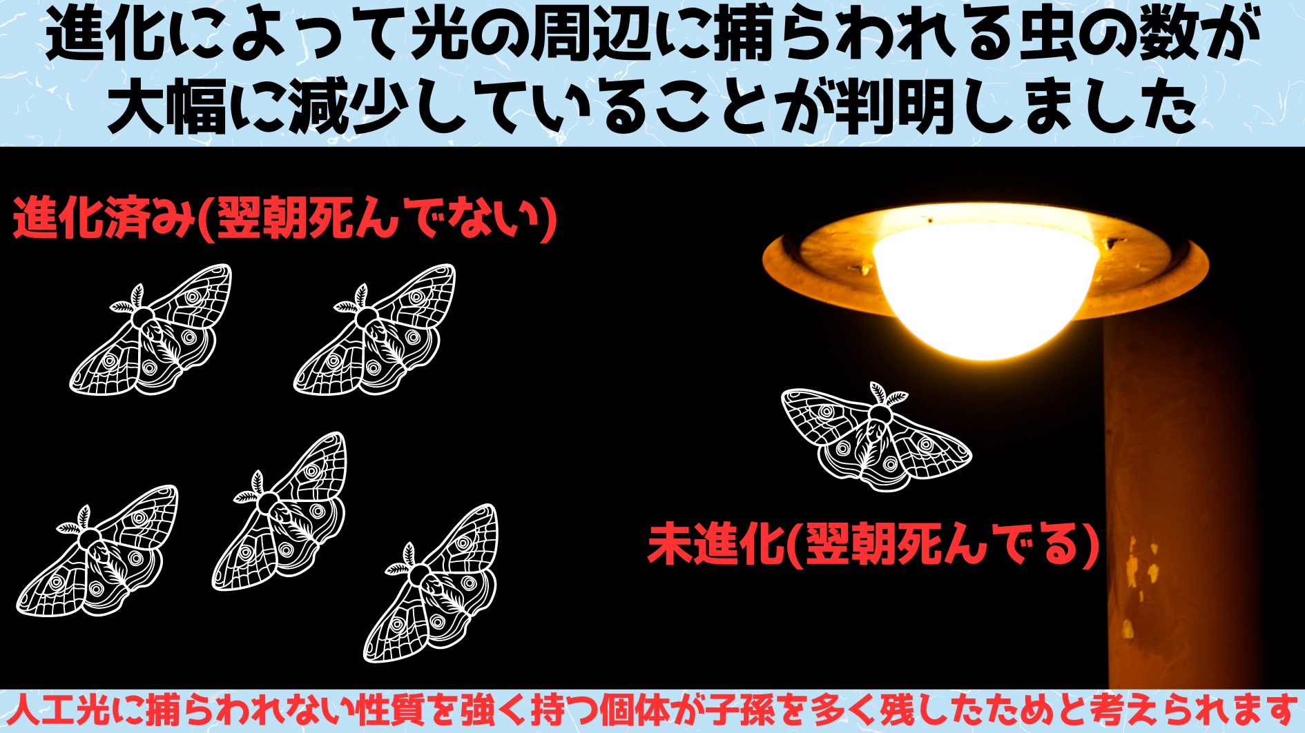 【進化】蛾は以前のように「光に引き寄せられなくなっている」と判明！