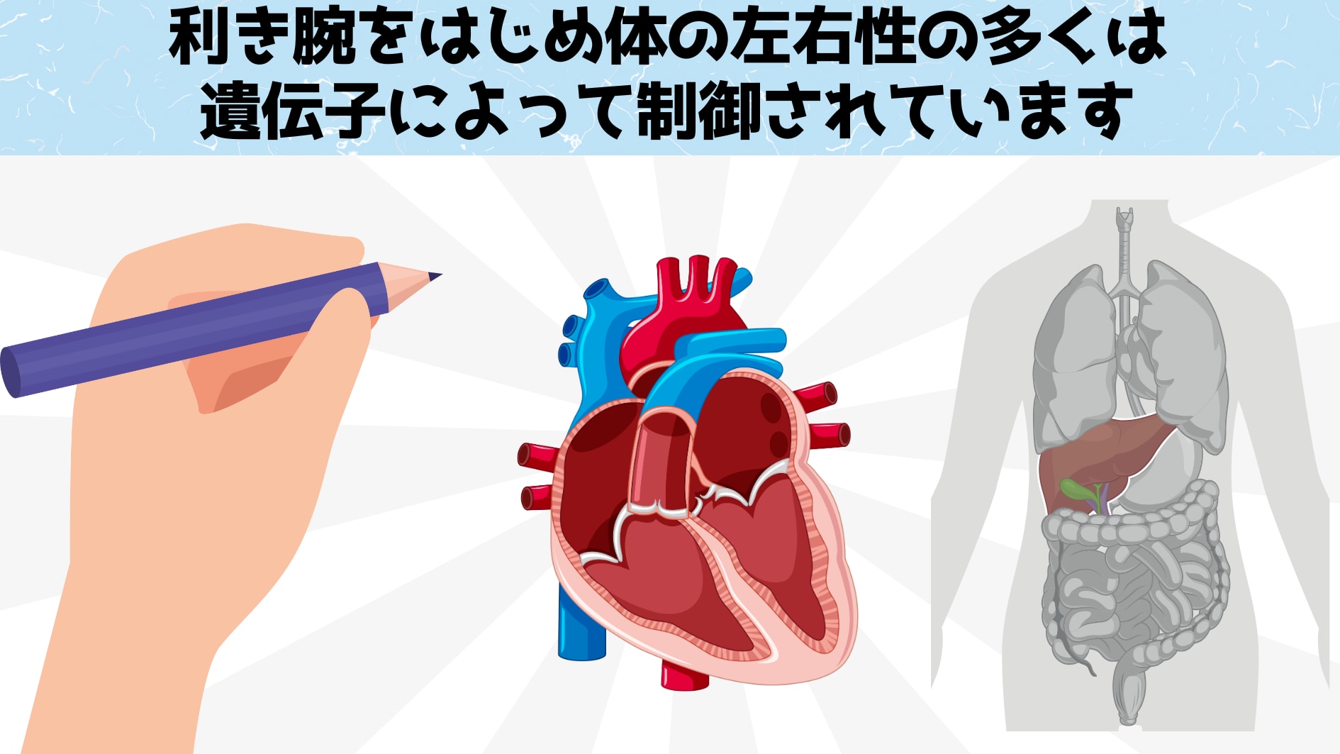 体の左右は遺伝子によって決められている