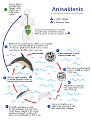 アニサキスの生活環