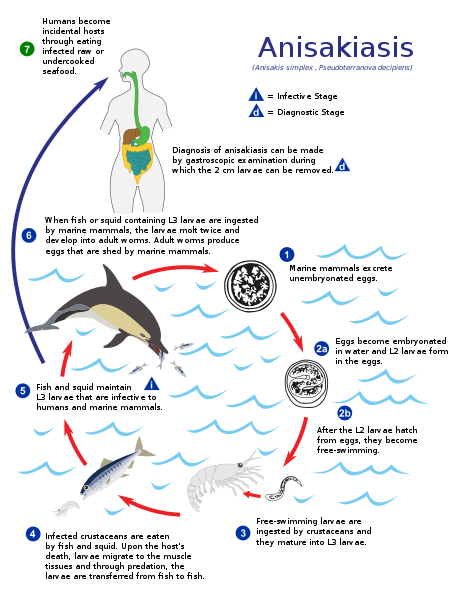 アニサキスの生活環