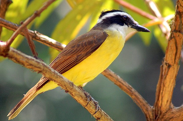 鳥ってどんな夢を見るの？研究者「寝言で縄張り争いしてた」