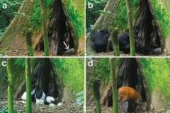 （a）コウモリの糞の山、（b）チンパンジーがコウモリの糞を食べる様子、（c）アビシニアコロブスがコウモリの糞を食べる様子、（d）アカダイカーがコウモリの糞を食べる様子