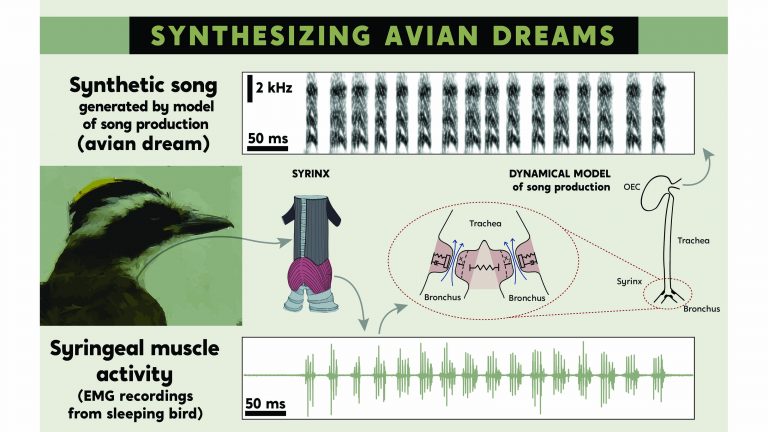 睡眠中の鳴管の活動から合成歌を生成。「縄張り争い」の鳴声だった