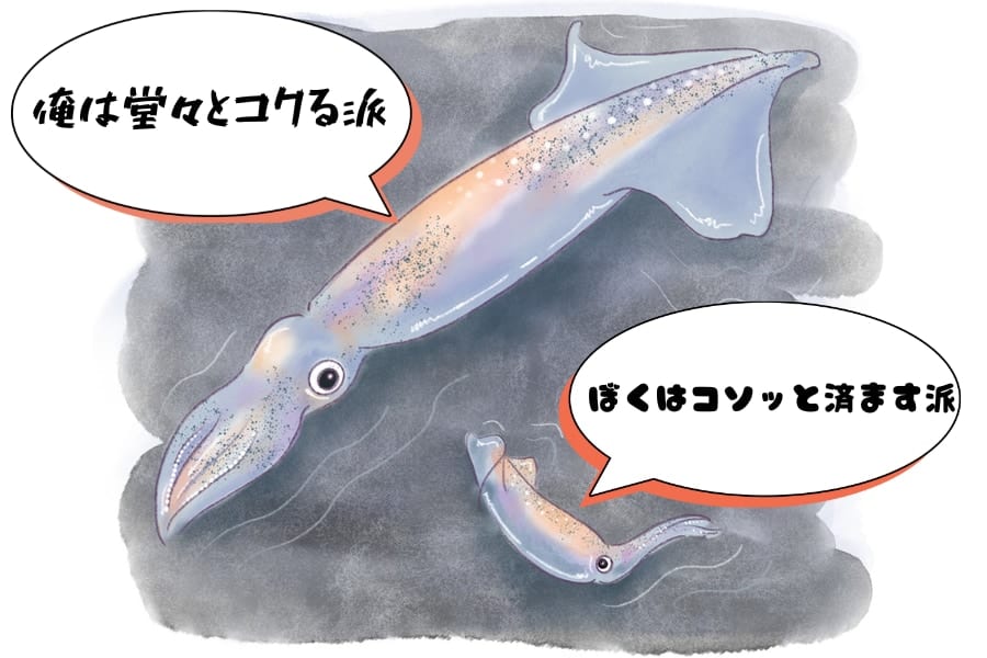 オスのヤリイカは誕生日の時期で「リア充になれるか」が決まる！