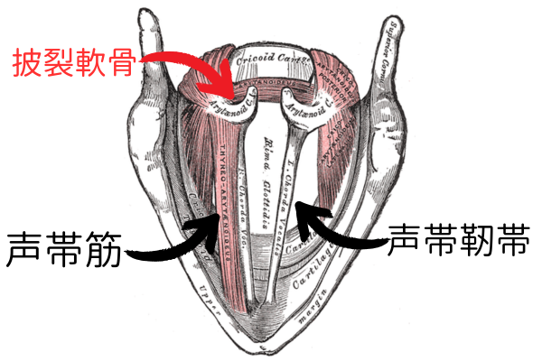 人間の声帯