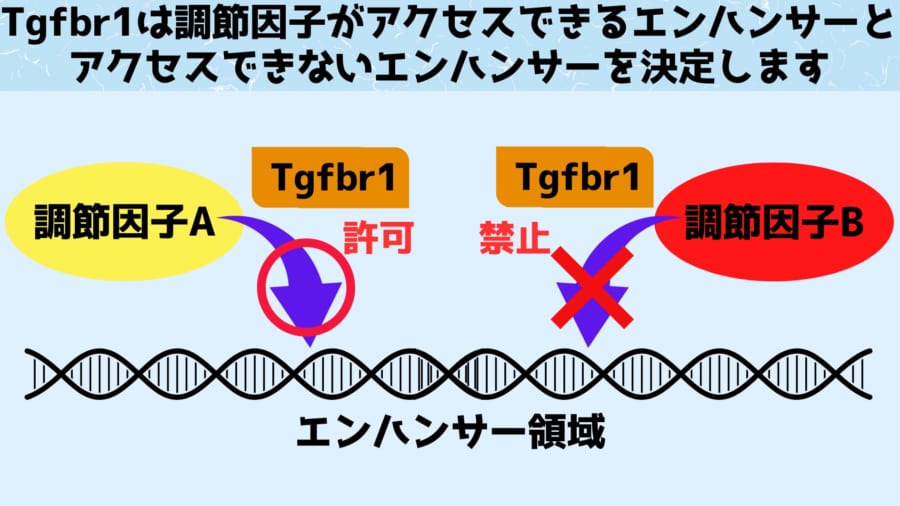 エンハンサーに調節因子がくっつくと遺伝子の発現が上下します