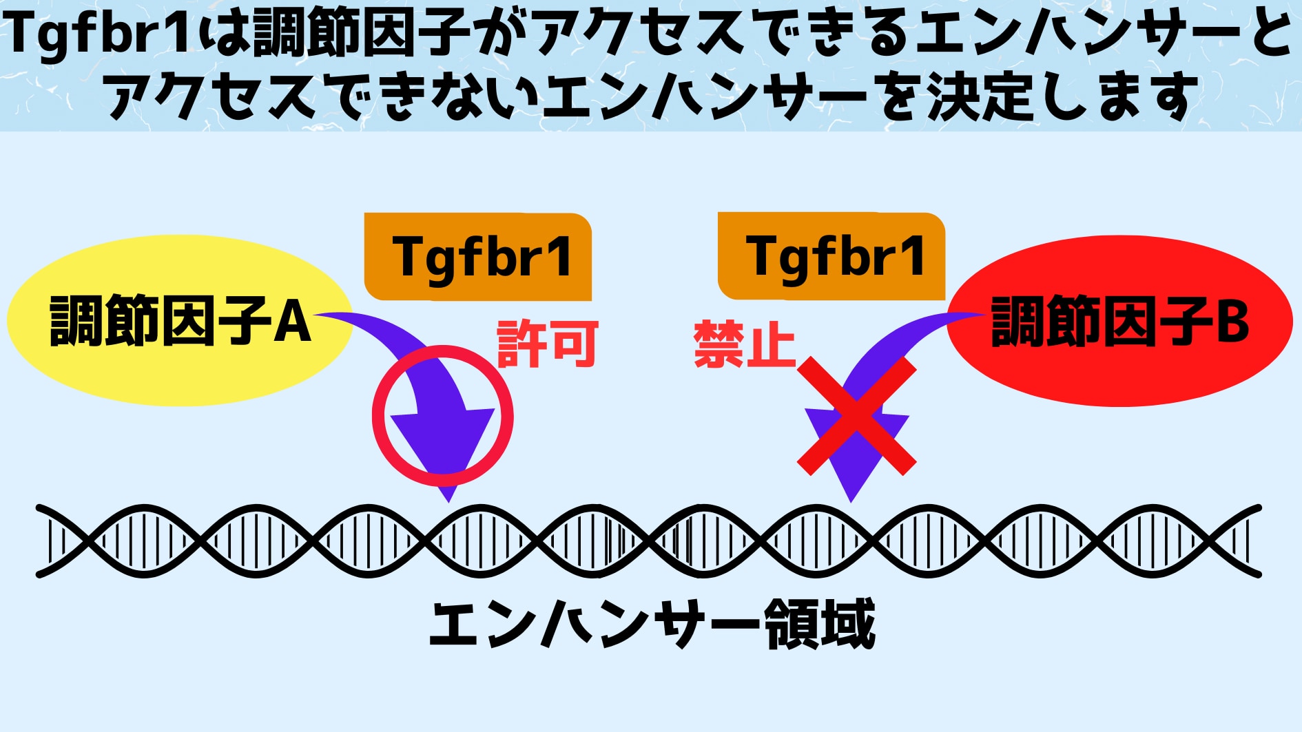 エンハンサーに調節因子がくっつくと遺伝子の発現が上下します