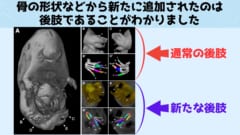 新たな肢は後ろ肢としての骨格を持っていました