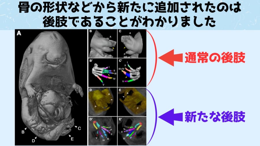 新たな肢は後ろ肢としての骨格を持っていました