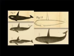 ついに、シャチが2種類にわかれた！