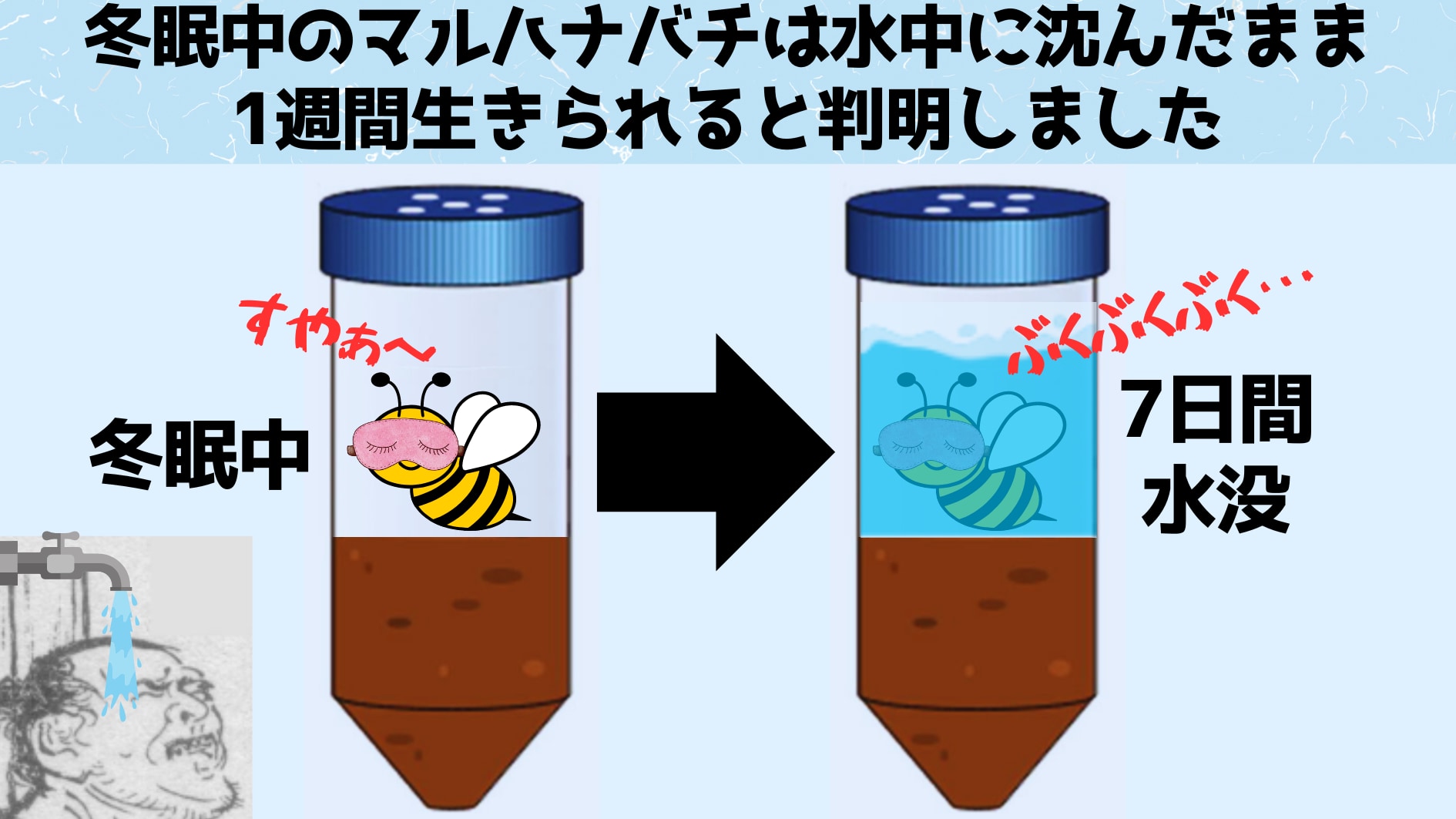 眠っているマルハナバチは水中で1週間生きられると判明！