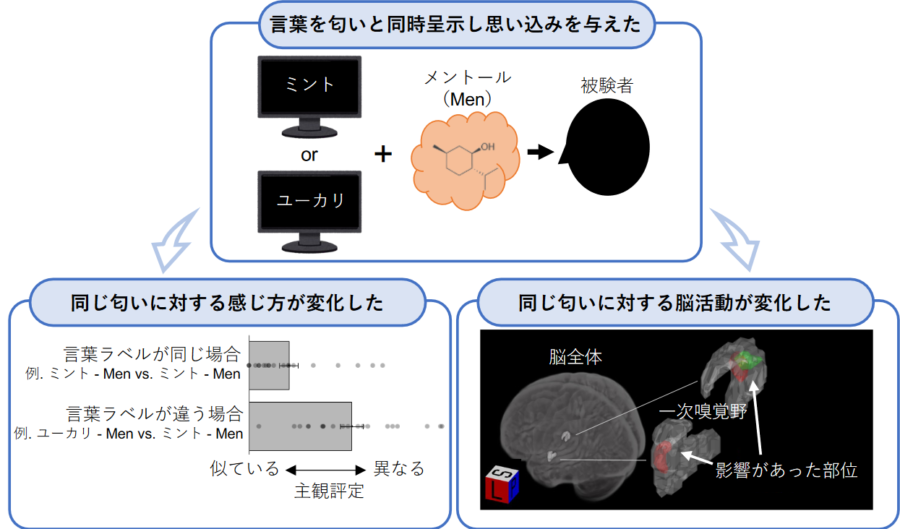 実験内容の図解（言葉のラベリングが匂いの感じ方・脳活動に与える影響）