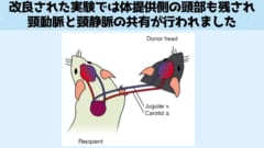 改良版では両方のマウスの脳は無傷のまま結合される