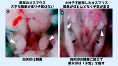 オスマウスの胎仔の体内に子宮が形成されているのがわかる