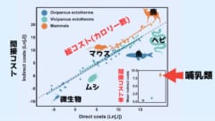 さまざまな種の間接コスト。右下は間接コストが全体に占める率。哺乳類は間接コストが90%に達しています。