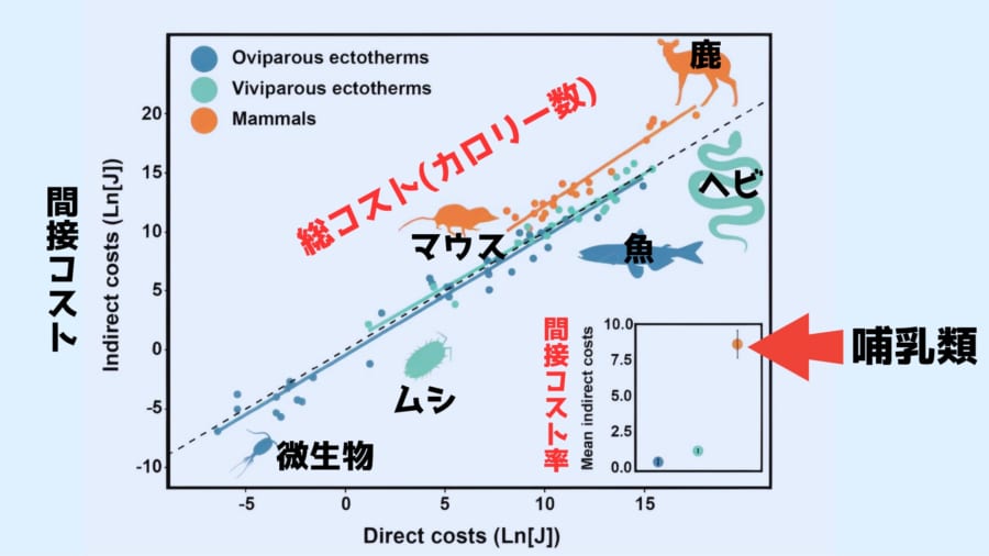 さまざまな種の間接コスト。右下は間接コストが全体に占める率。哺乳類は間接コストが90%に達しています。