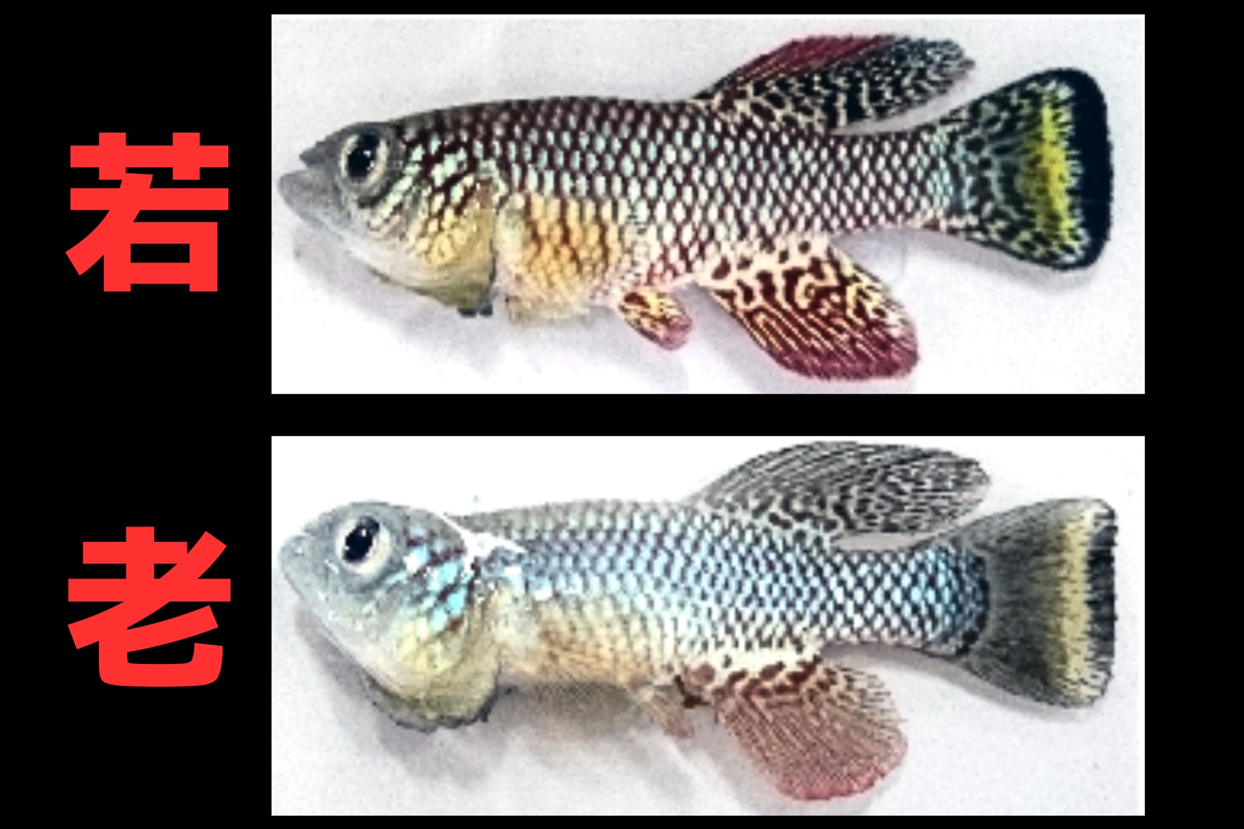 魚 寿命 成長速度 データ