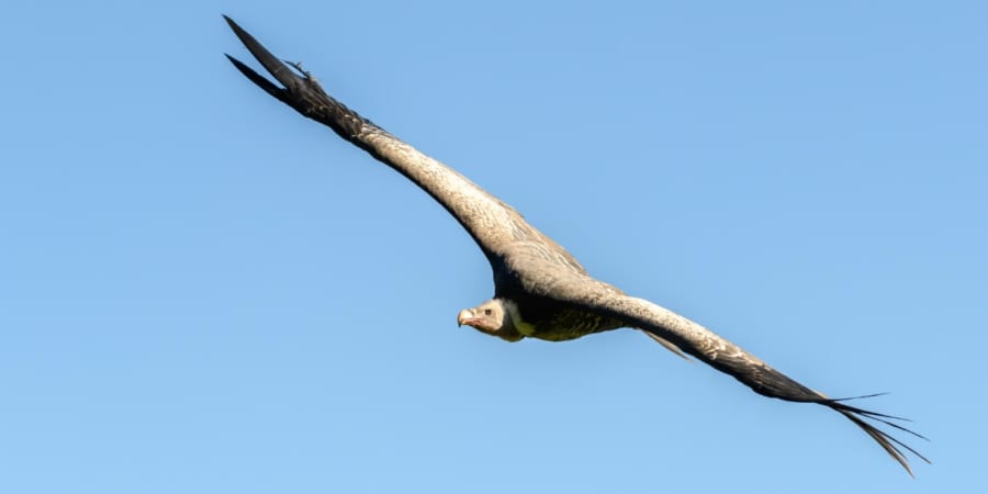 空をイメージする鳥 空の冒険者たち、鳥が到達した最高の高さは？ - ナゾロジー