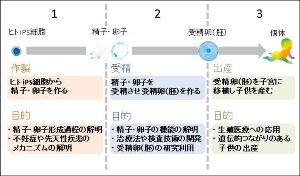 iPS細胞から卵子や精子を作る第1段階、それら卵子や精子を受精させる第2段階、そして受精卵から実際に赤ちゃんを産む第3段階