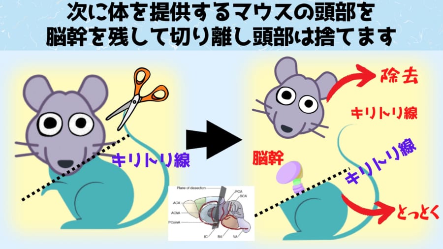 初期の実験では体を提供するマウスは脳幹だけが残された