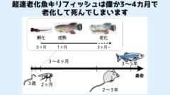 超速老化魚キリフィッシュの一生