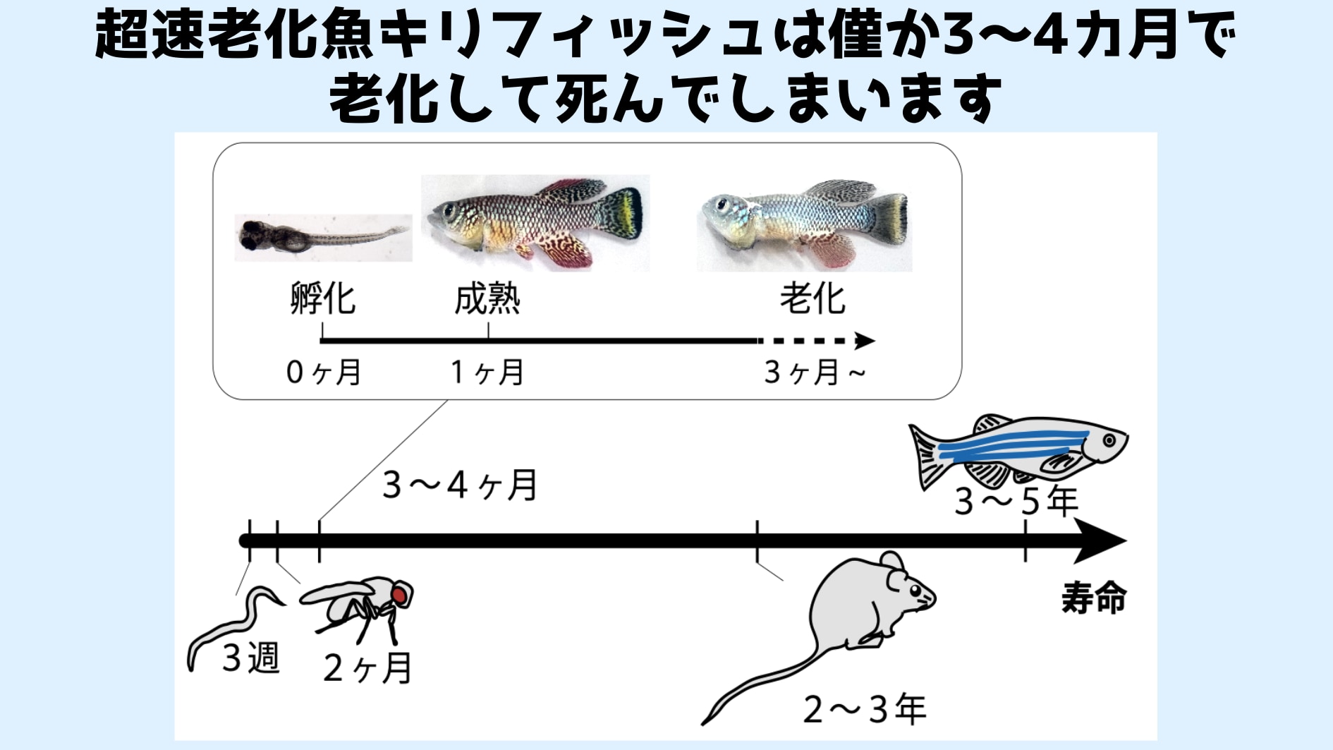 超速老化魚キリフィッシュの一生