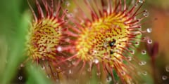 食虫植物からインスピレーションを受けた殺虫スプレー